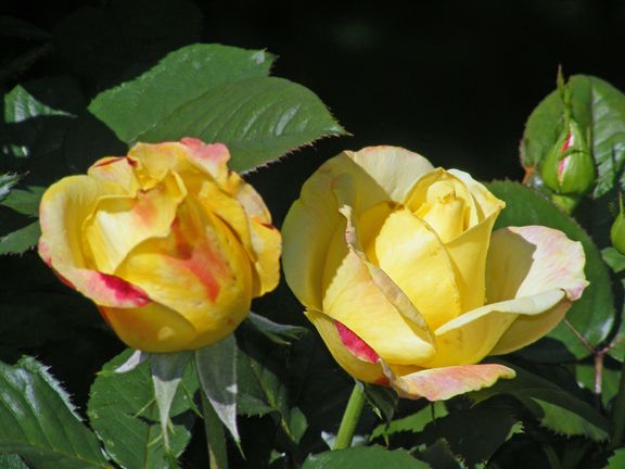 Bella Roma photo br2014_06130021_zps945b18bf.jpg